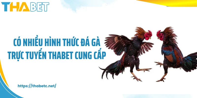 Có nhiều hình thức đá gà trực tuyến THABET cung cấp