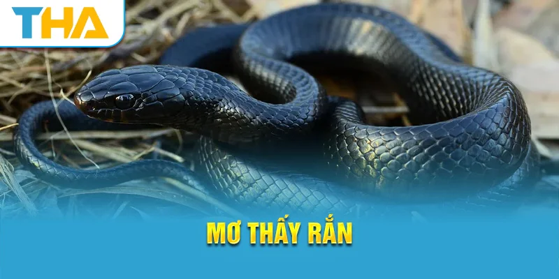 Giải mã ý nghĩa khi mơ thấy rắn Và số chuẩn