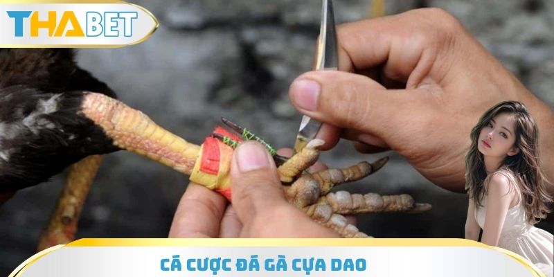 Cá Cược Đá Gà Cựa Dao