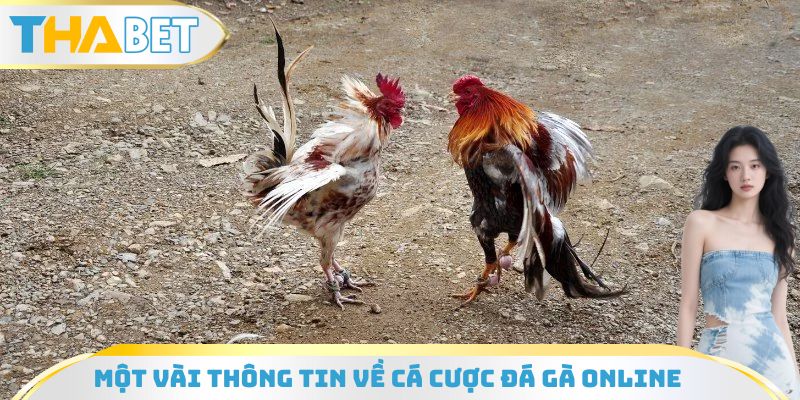Một vài thông tin cần nắm được về cá cược đá gà online