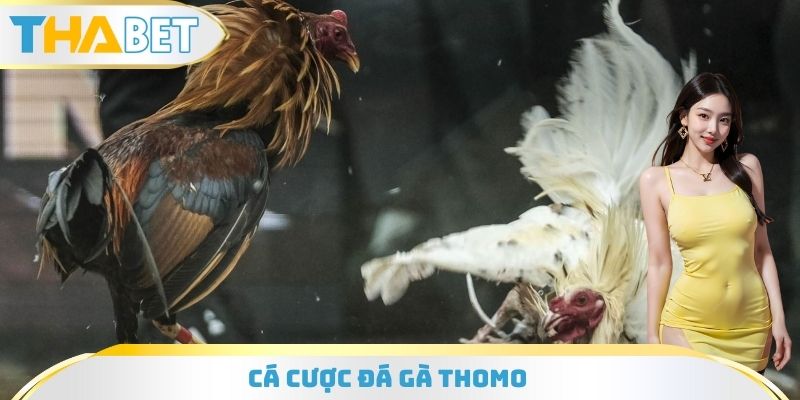 Cá Cược Đá Gà Thomo