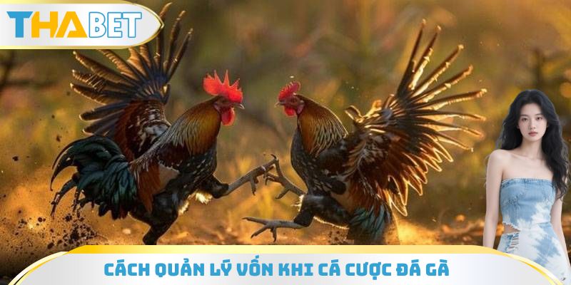 Cách Quản Lý Vốn Khi Cá Cược Đá Gà Hiệu Quả Nhất Cho Tân Thủ