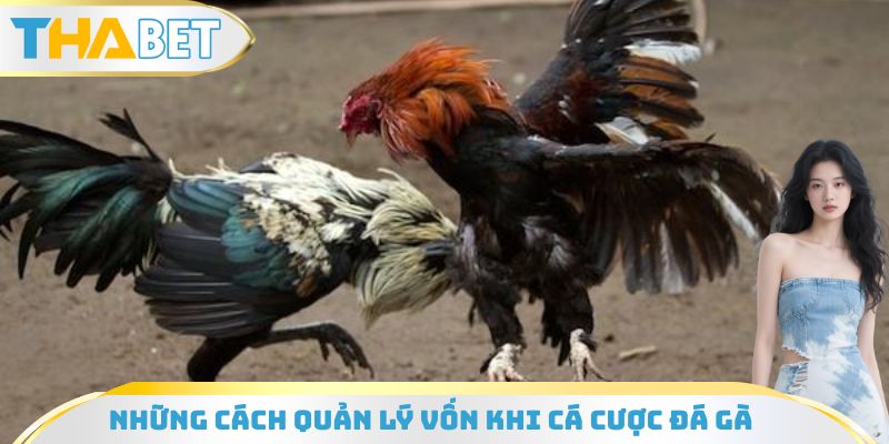 Những cách quản lý vốn khi cá cược đá gà hiệu quả nhất