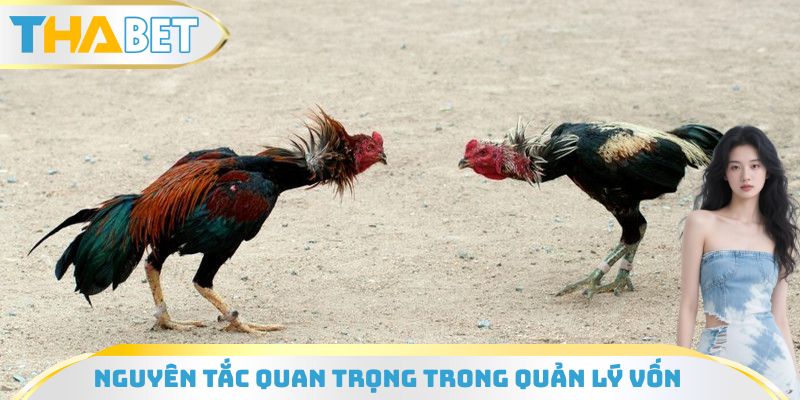 Nguyên tắc quan trọng trong cách quản lý vốn khi đá gà