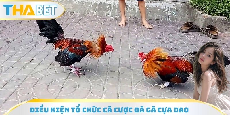 Điều kiện tổ chức cá cược đá gà cựa dao
