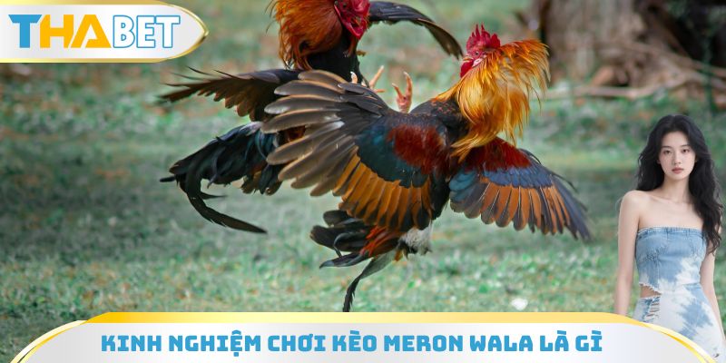 Kinh nghiệm chơi kèo Meron Wala là gì hiệu quả