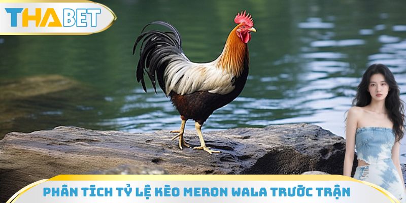 Phân tích tỷ lệ kèo Meron Wala là gì trước trận