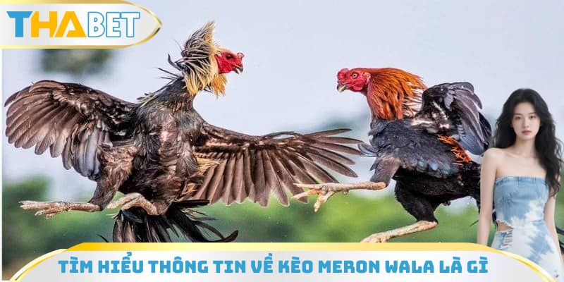 Tìm hiểu một vài thông tin về kèo Meron Wala là gì