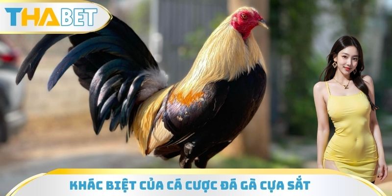 Khác biệt của cá cược đá gà cựa sắt