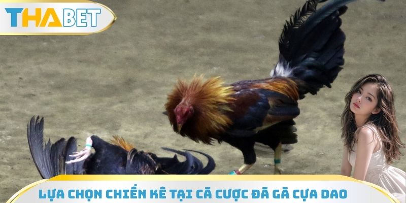 Lựa chọn chiến kê tại cá cược đá gà cựa dao