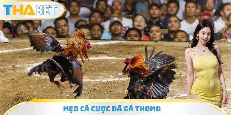 Mẹo cá cược đá gà Thomo