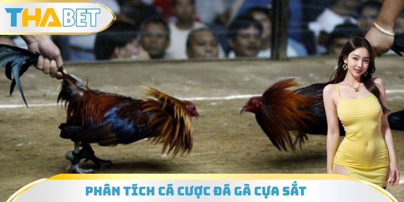 Phân tích cá cược đá gà cựa sắt