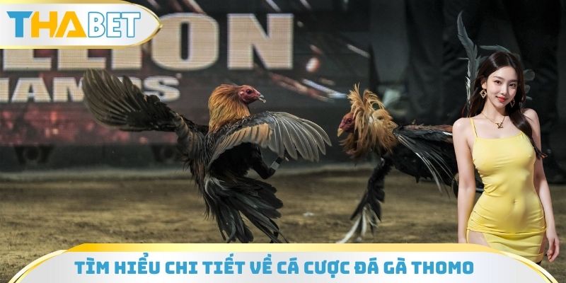 Tìm hiểu chi tiết về cá cược đá gà Thomo